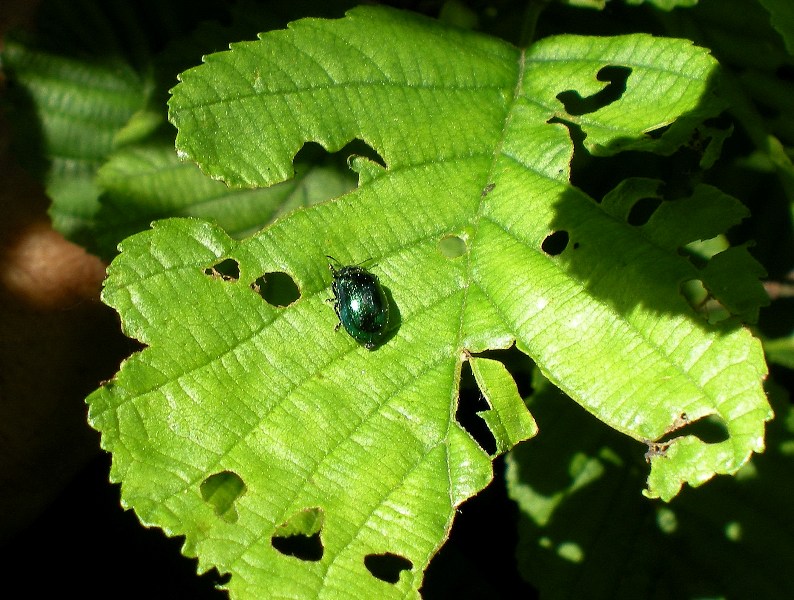 Altica del noccilo (conferma); no, Plagiodera versicolora